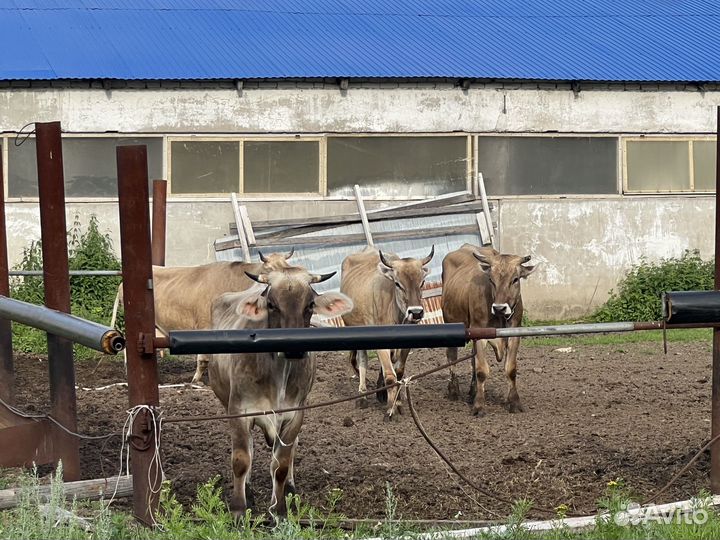 Корова швицкая