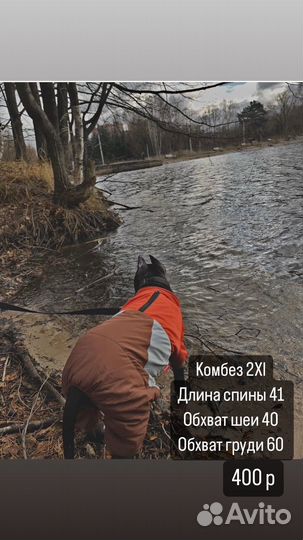 Одежда для собак