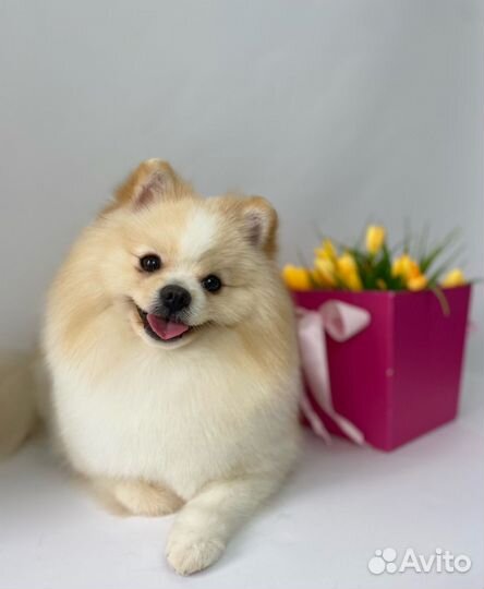 Вязка собак шпиц