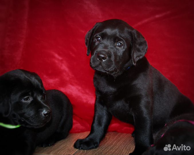 Щенки лабрадора
