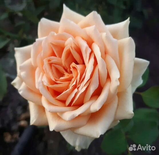 Саженцы роз Гейша принимаю заказы на осень 2023г