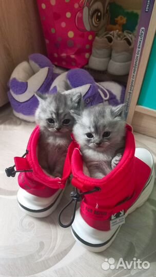 Отдам котят в добрые руки