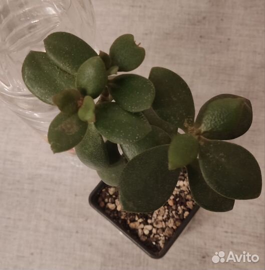 Редкая крассула Капителла Кэмпфайр и Древовидная