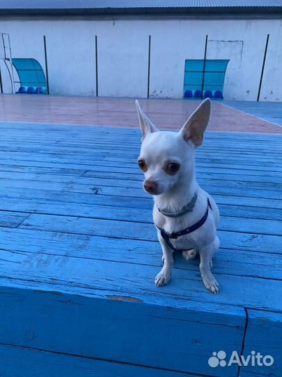 Вязка чихуахуа