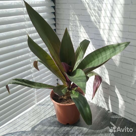 Традесканция рео