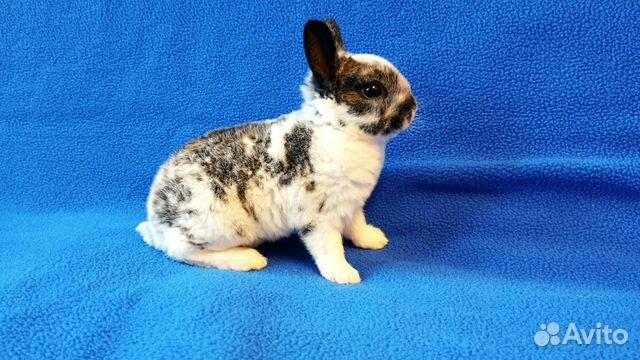 Карликовый кролик рекс мальчик