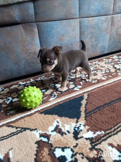 Помесь мин пина и русского той терьра