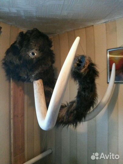 Голова мамонта