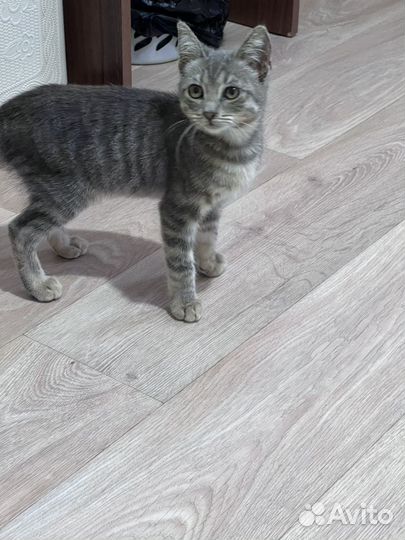 Котенок