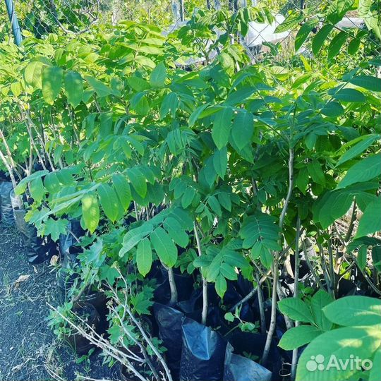 Орех Манчжурский