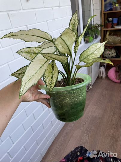 Аглаонема вайт мэт