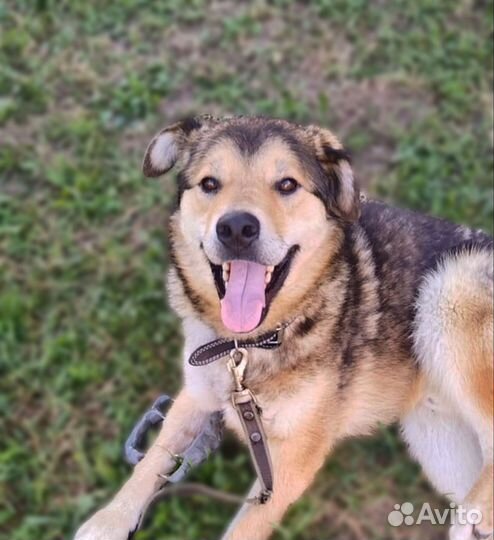 Да, он крупный и очень классный пёс