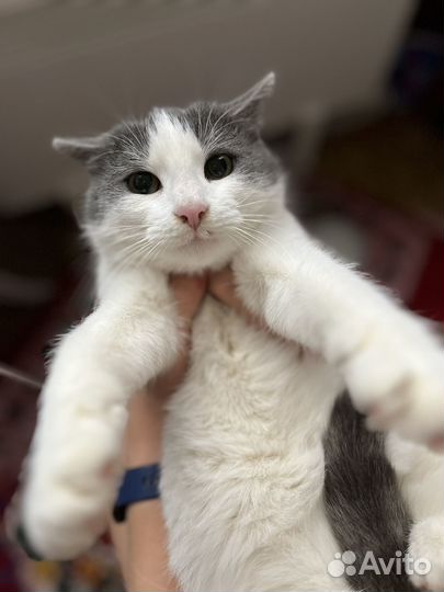 Кошечка в добрые руки