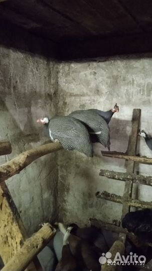 Цесари,кохинхин карликовый