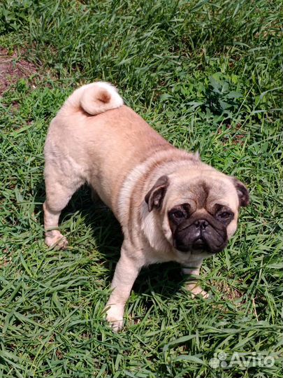 Собака породы мопс