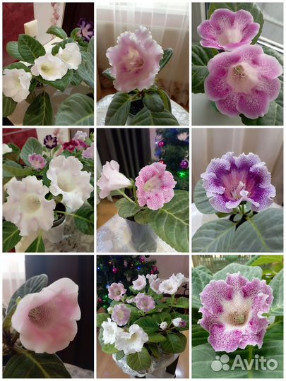 Семена глоксинии