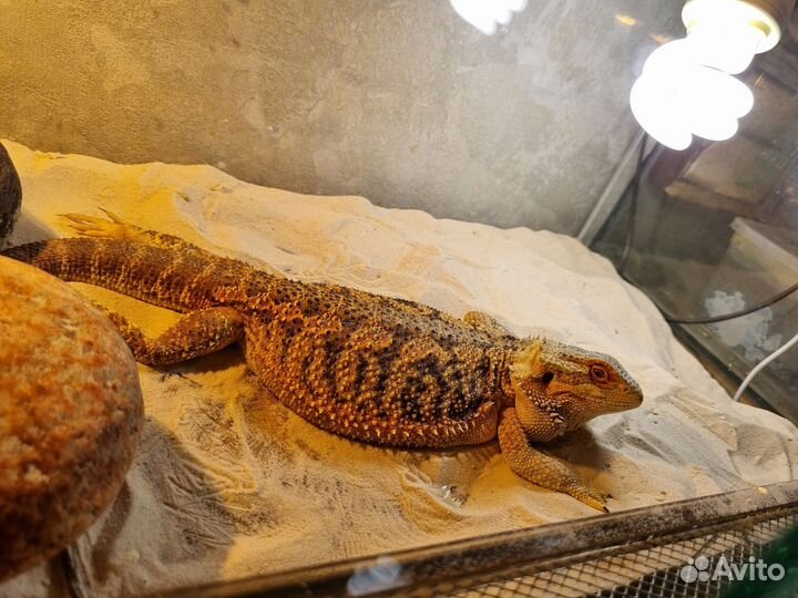 Домашняя ящерица