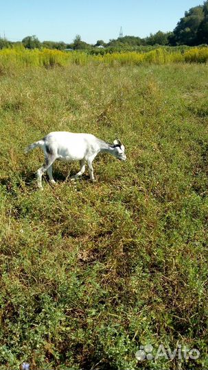 Альпийские козочки