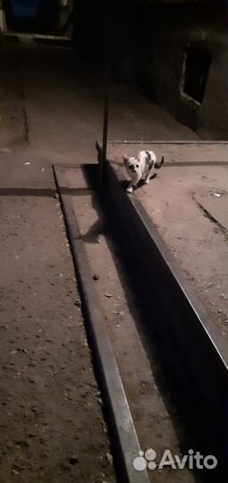 Котятам нужна помощь, они живут на дереве