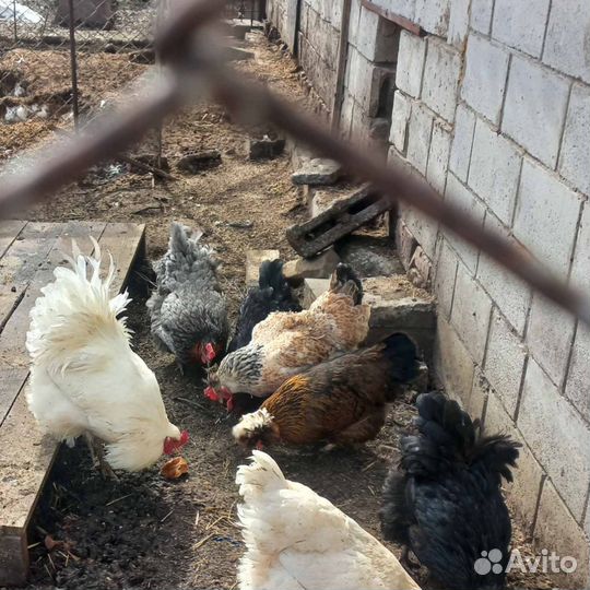 Инкубационное яйцо