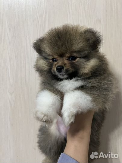 Шпиц