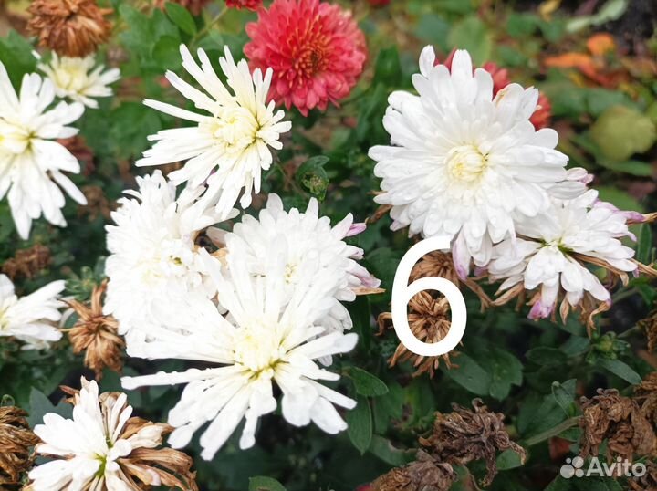 Хризантема