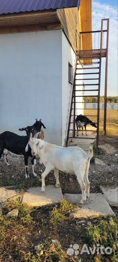 Нубийский козел