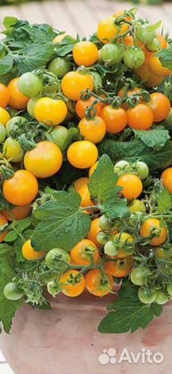 Рассада помидор