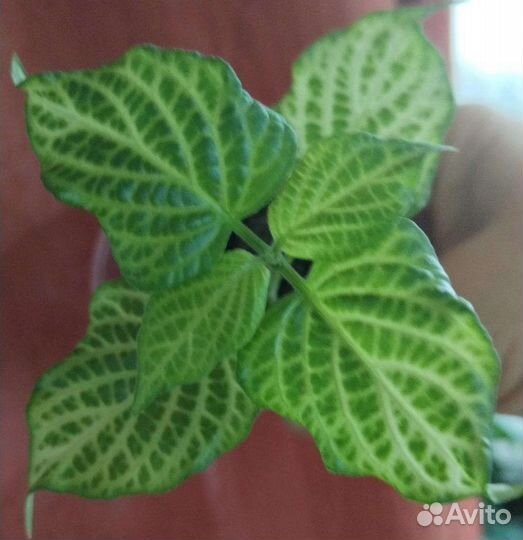 Комнатные растения