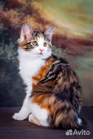 Красивые курильские бобтейлы