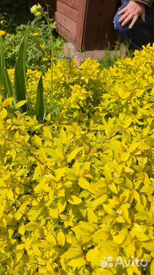 Флокс шиловидный