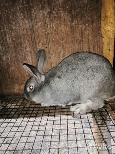 Продам кроликов