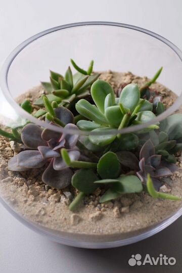 Флорариум суккуленты
