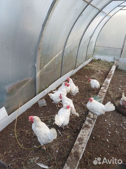 Куры несушки продам