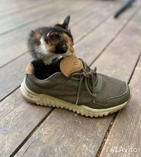 Трехцветный котенок