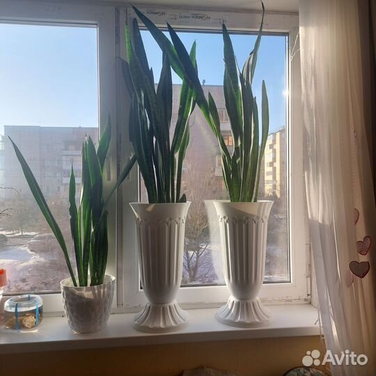 Сансевиерия тещин язык