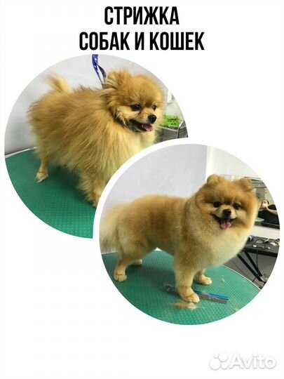 Груминг собак и кошек