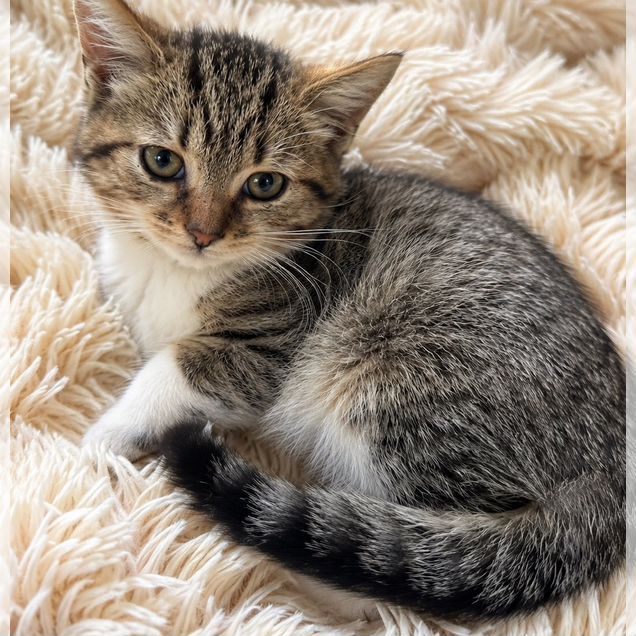 Норвежский лесной котёнок