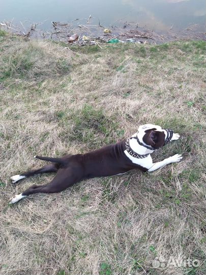 Щенки стаффорда