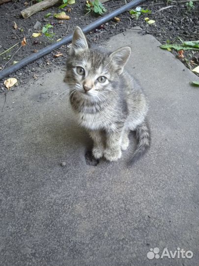 Девочка в добрые руки