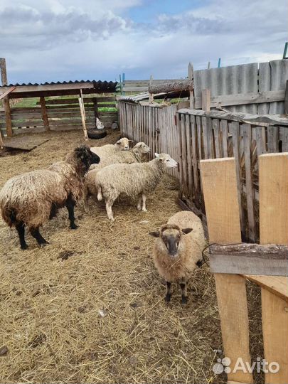 Овцы бараны