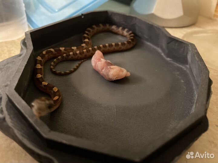 Маисовый полоз bloodred