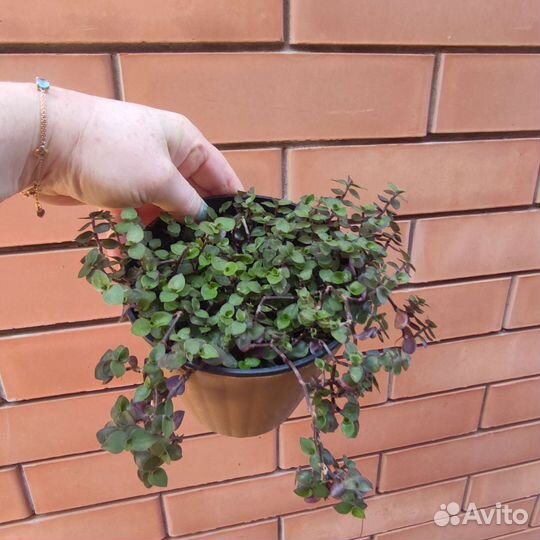 Кализия Зеленая Мелколистная