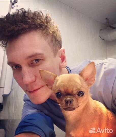 Кастрация, стерилизация, на дому