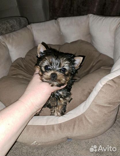 Малыши мини