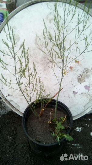 Спаржа саженцы