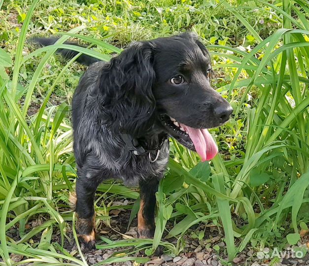 Русский спаниель