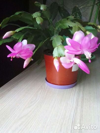 Шлюмбергера Розовая,Оранж.,Малина комнатные цветы
