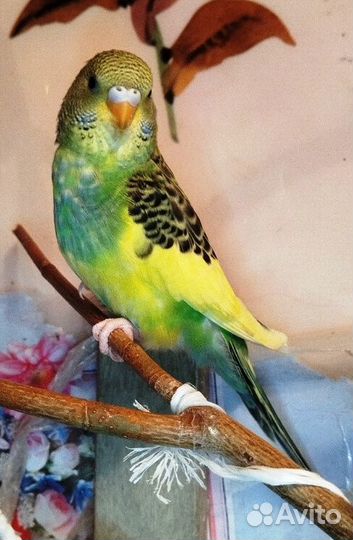 Птенец волнистого попугая