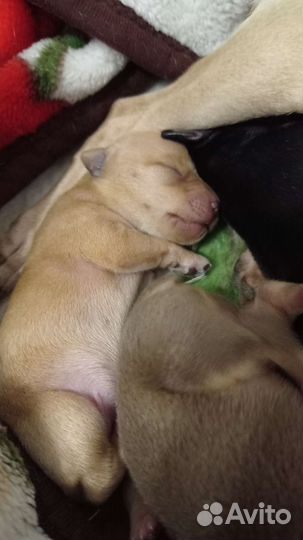 Мини той-терьер щенки